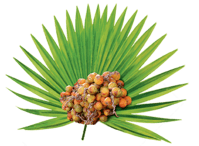 Saw palmetto
